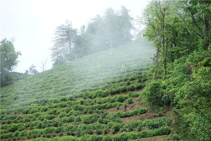 黄山凤尾茶业有限公司——云雾中的茶园