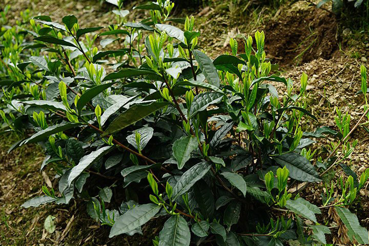 黄山凤尾茶业——新品种茶树