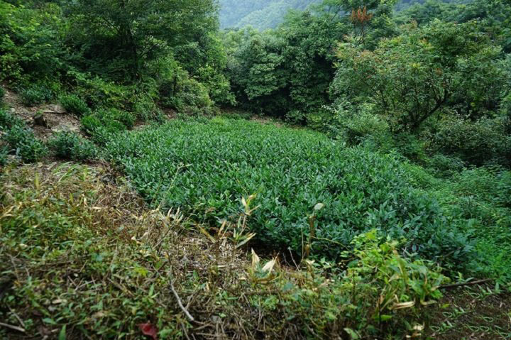 黄山凤尾茶业——小片区好生态茶园