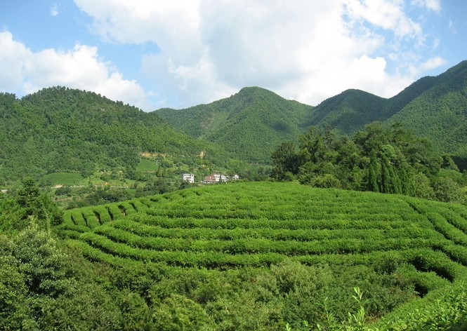 黄山市茶产业 黄山市茶产业